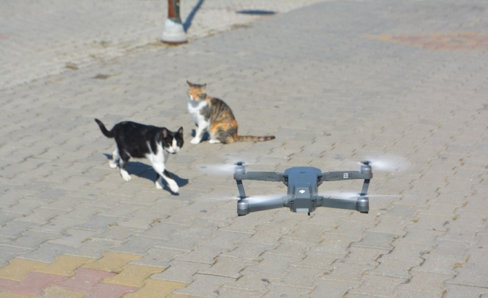 Ayvalık’ta meraklı kedilerin drone ilgisi