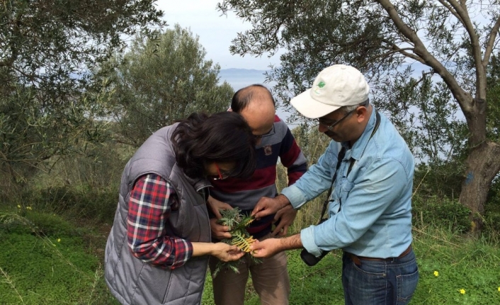 Balıkesir florasında 271 istilacı bitki türü tespit edildi