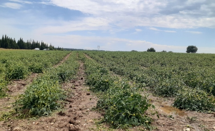 Biga’da şiddetli dolu tarım arazilerini vurdu