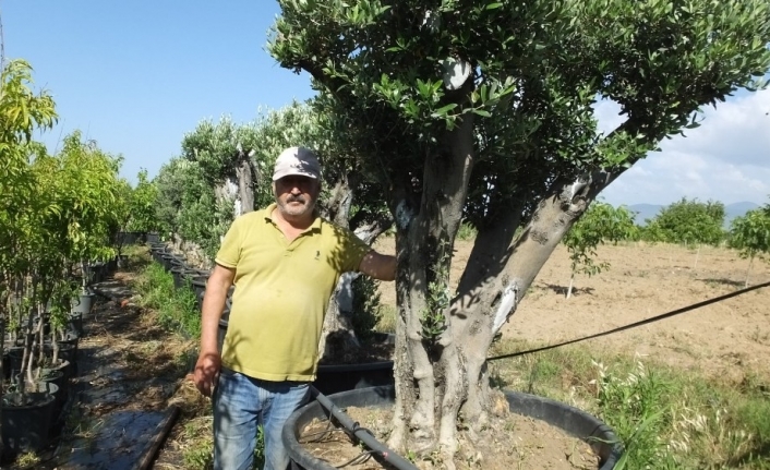 Burhaniye’de saksılı zeytin ağaçları ilgi gördü