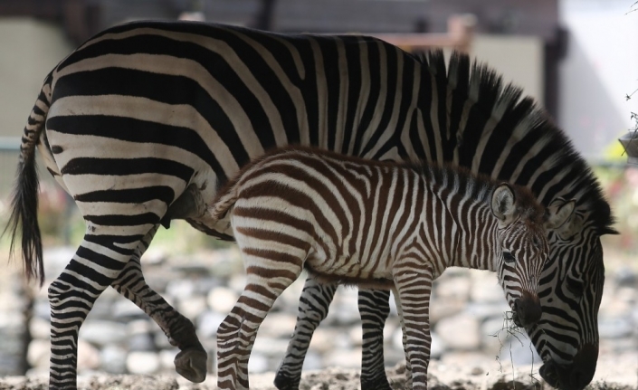 Bursa Hayvanat Bahçesi’nde yavru zebra ve karıncayiyen heyecanı