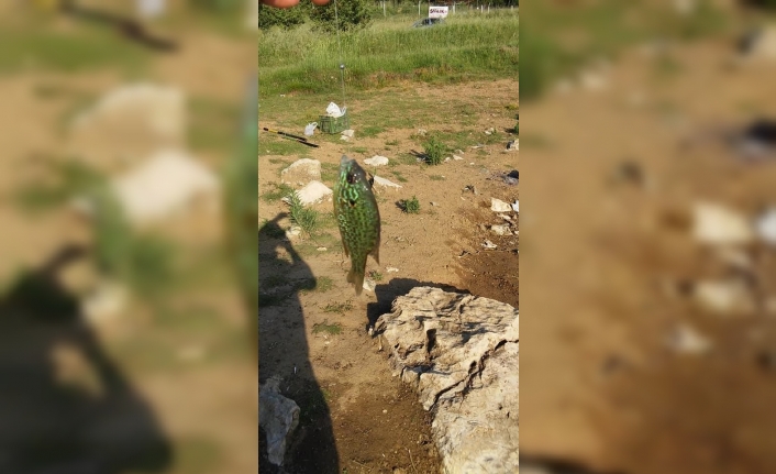 Bursa’da gölette yakalanan balık şaşırttı