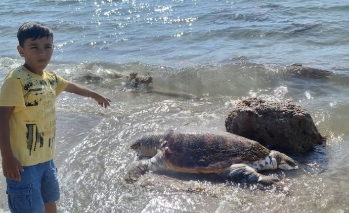 Çanakkale’de ölü caretta caretta sahile vurdu