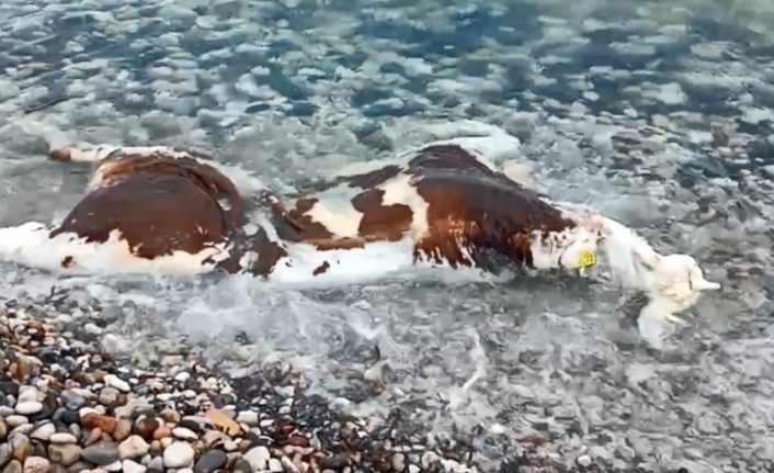 Çeşme’de inek leşi kıyıya vurdu