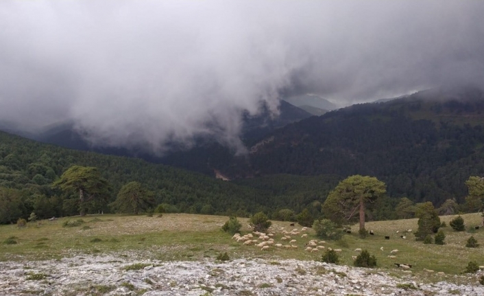 Çoban köpeklerinin kovaladığı ayılar ağaca sığındı