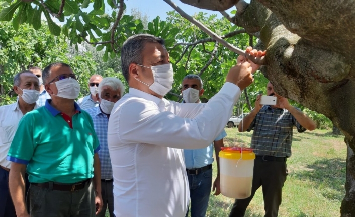 Ekşilik böceğine karşı tuzaklı koruma