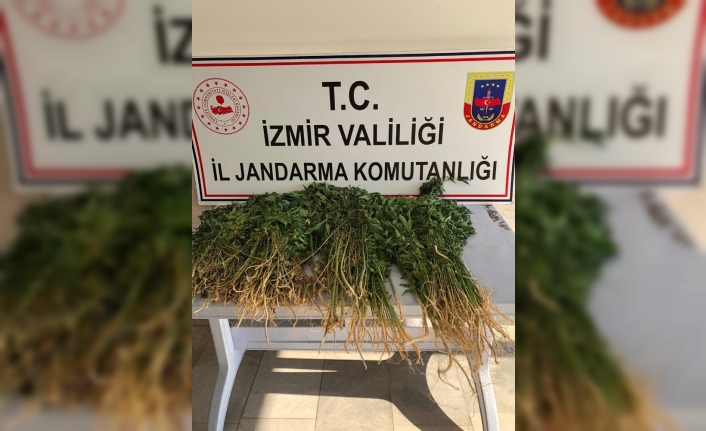 Evinin bahçesinde ekili kenevir ele geçirildi