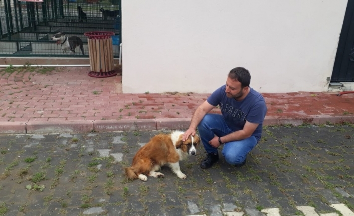 İnşaat demirinin ok gibi saplandığı köpek sağlığına kavuşuyor