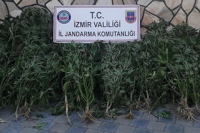 İzmir’de binlerde kök Hint keneviri ele geçirildi