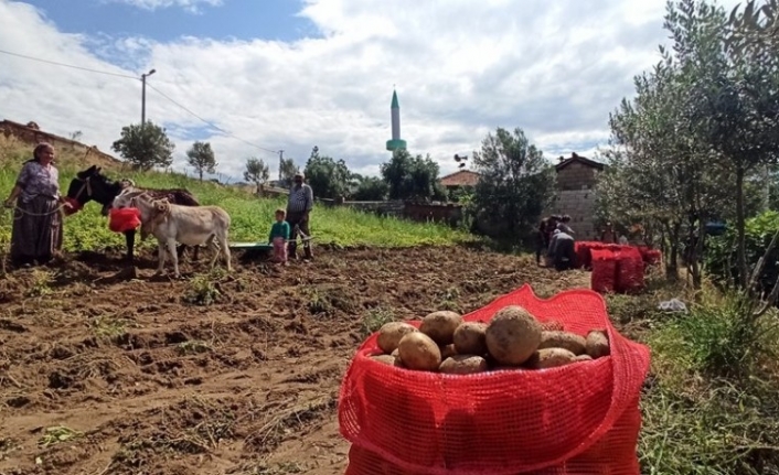 İzmir’de eşekle patates hasadı