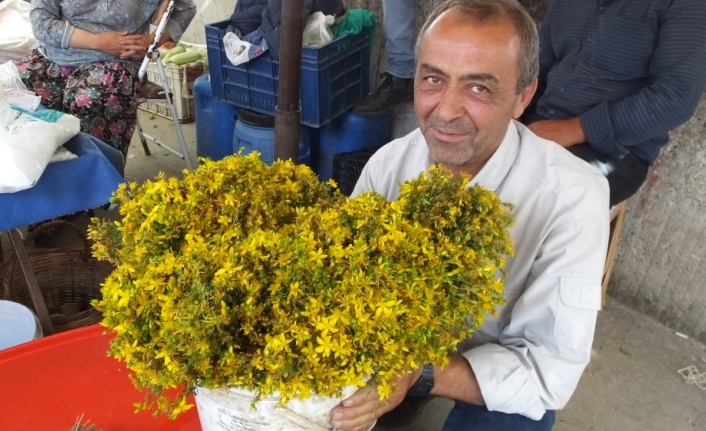 Kantaron çiçeği köylülere geçim kaynağı oldu