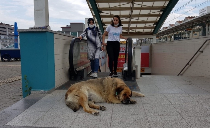 Kondüktör köpek