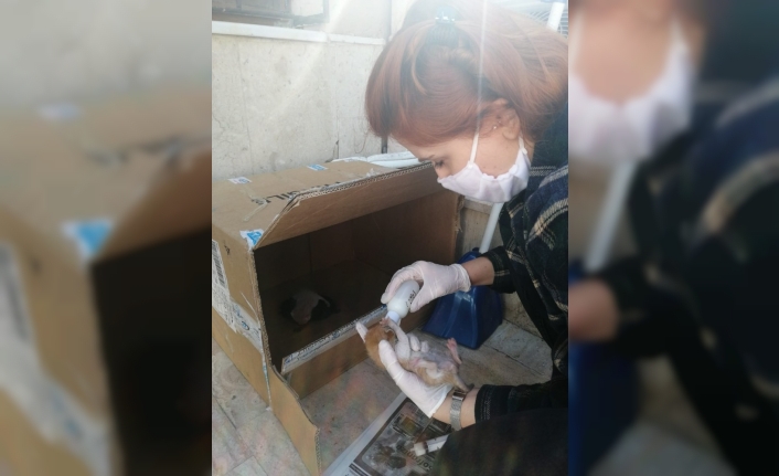 Nüfus Müdürlüğü çalışanları sokağa atılan yavru kedilere sahip çıktı