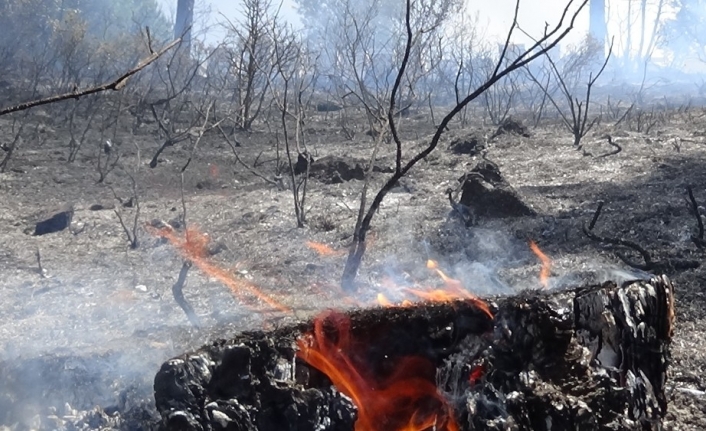 Ormanlık alanda çıkan yangında arı kovanları zarar gördü