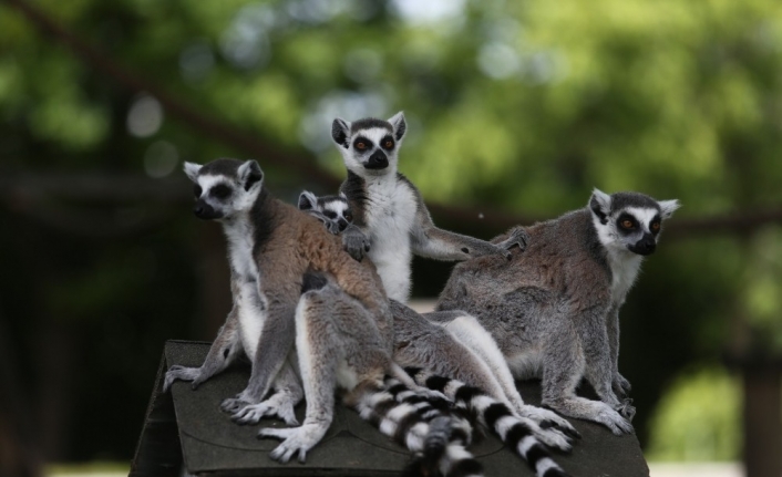 Bursa Hayvanat Bahçesi’nde yaşayan lemur ailesinin 5 yavrusu dünyaya geldi