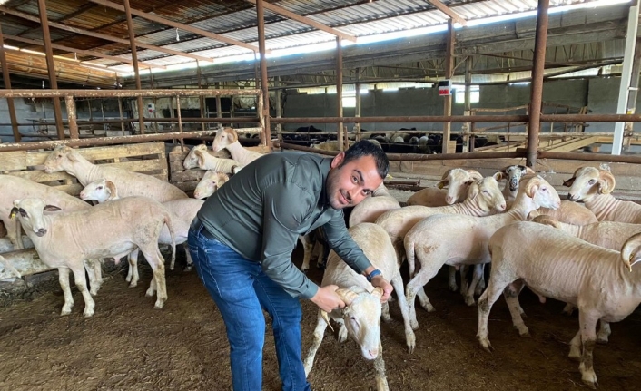 Kurban telaşı başladı, koçlar danalar görücüye çıktı