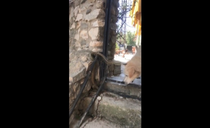 Yılanın köpeğe saldırması kameralara yansıdı