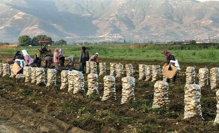 Patates tarlada 1 liranın altına düştü