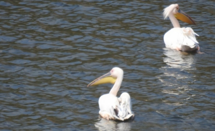 Pelikan ve leylekler Boğazköy Barajı’nı mesken tutu