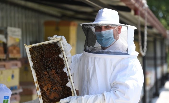 Propolis üretimi artacak