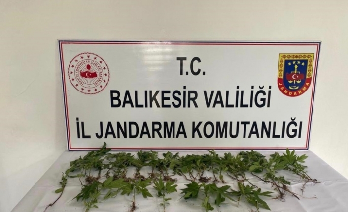 Savaştepe’de kök kenevir operasyonu