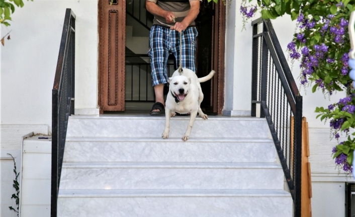 Şiddet mağduru köpeğe Buca Belediyesi sahip çıktı