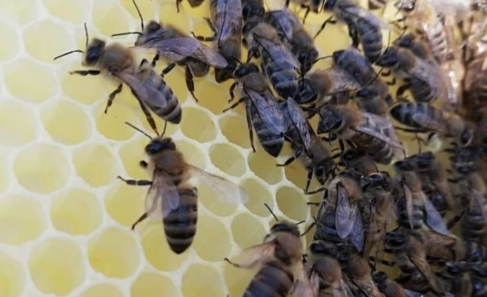 Türkiye’de ilk olacak Gökçeada arısına bal ormanı tesisi