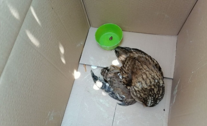 Yolda bulduğu yaralı baykuşu veterinere götürüp hayatını kurtardı