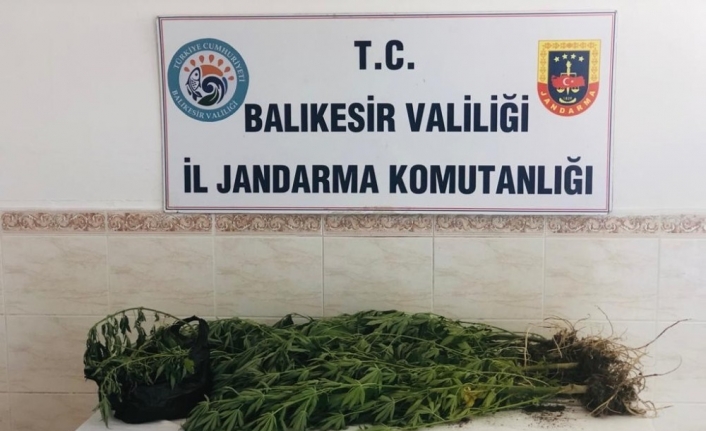 13 kök kenevir ele geçirildi