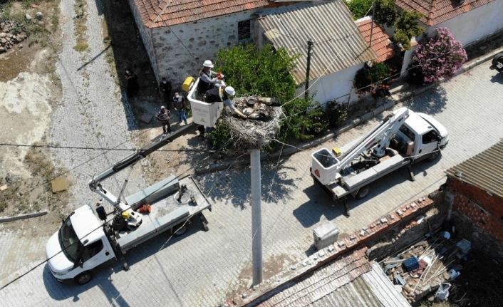 Annelerini kaybeden leylek yavrularını elleriyle besliyorlar