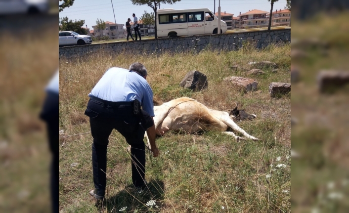 Ayvalık zabıtasından inek kurtarma operasyonu