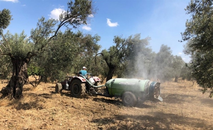 BAÇEM zeytin sineğine karşı kaolin kili kullanıyor