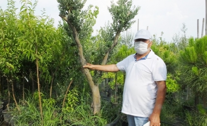 Balıkesir’de zeytin ağaçları saksıya girdi