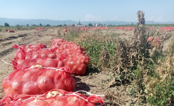 Binlerce dönüm soğan bedava dağıtıldı