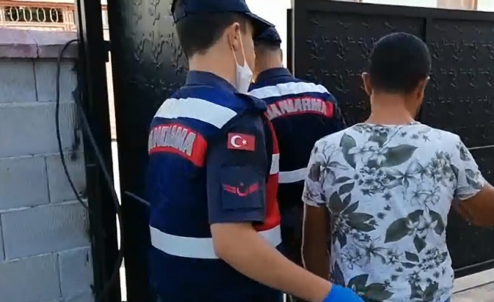 Bursa’da bin 500 kök kenevir ele geçirildi