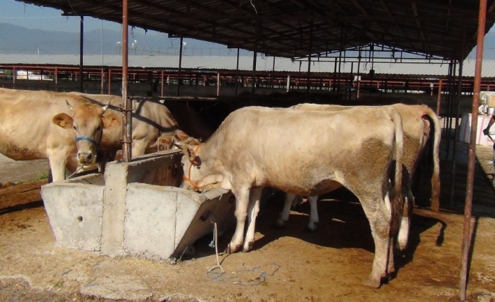 Bursa’da kurbanlıklar pazara indi