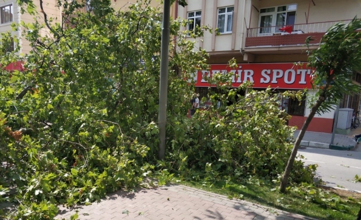 Bursa’da tarihi çınar devrildi