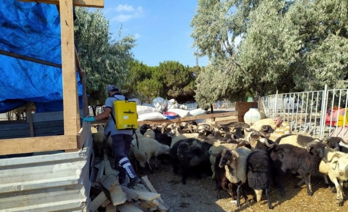 Büyükşehir’den Mudanya’da kara sinekle mücadele