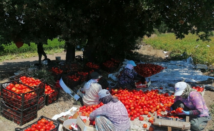 Çanakkale Domatesi tarlada kaldı