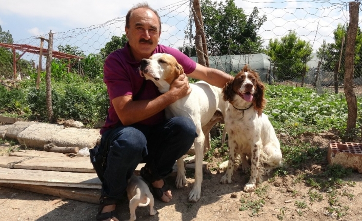 Çanakkale’de köpeklere eziyet iddiası asılsız çıktı