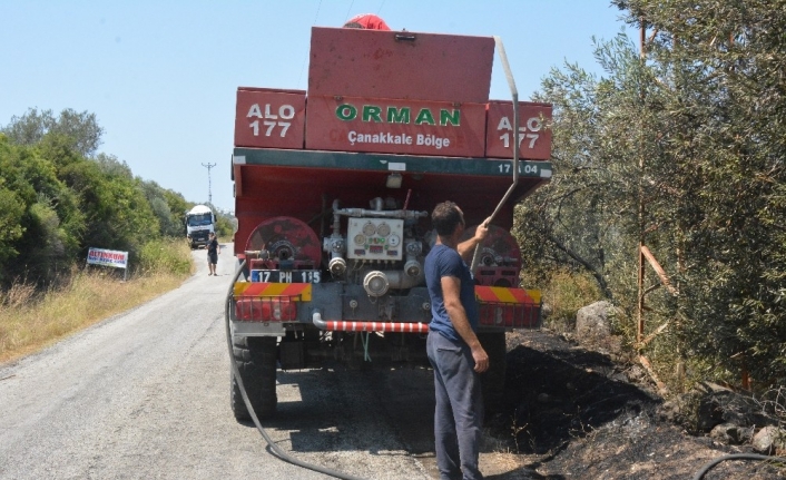 Çanakkale’de zeytinlik yangını