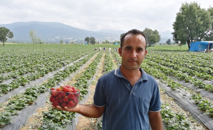Çilek tarlasında okuduğu türkülerle işçileri motive ediyor