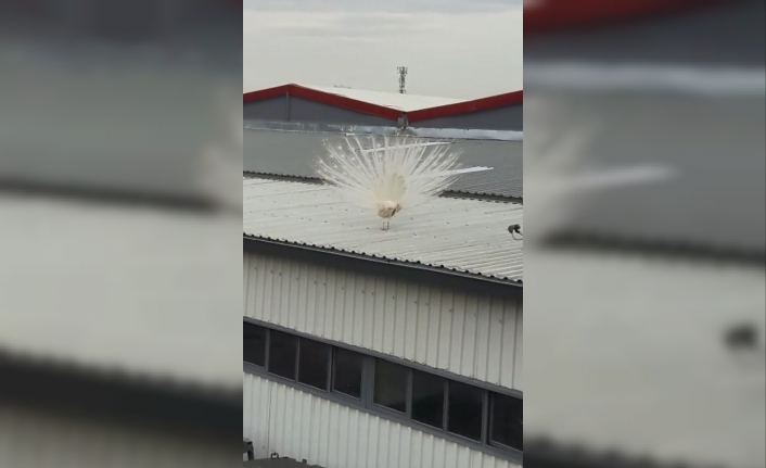 Fabrikanın çatısına tavus kuşu kondu, görenler hayretler içinde kaldı