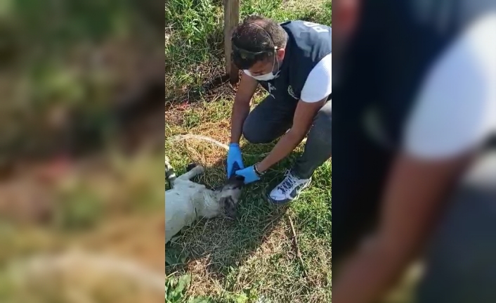 Fedakâr polis, susuzluktan fenalaşan köpeğe elleriyle su içirdi