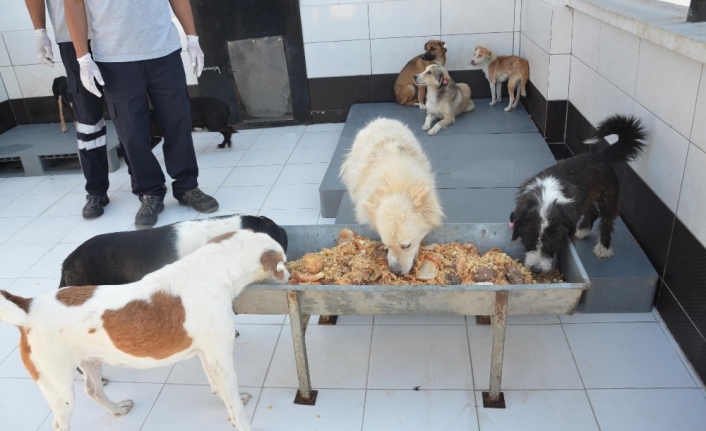 Günlük taze yemekler can dostlara mama oluyor