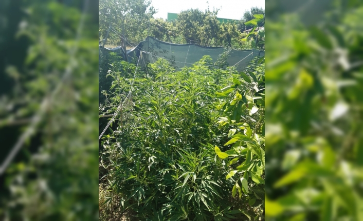 İzmir’de 254 kök Hint keneviri ile ruhsatsız silah ele geçirildi
