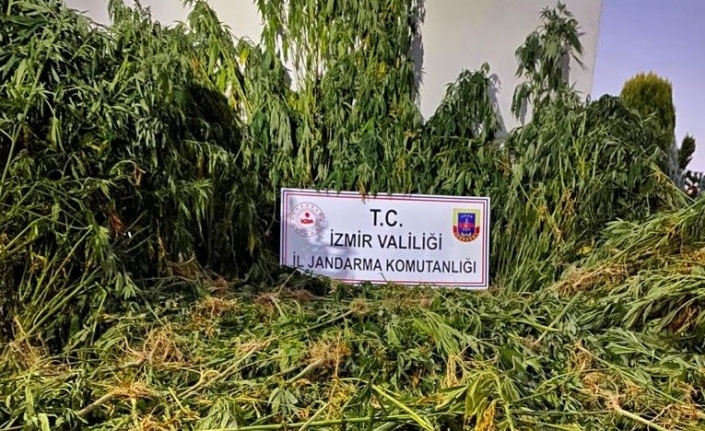 İzmir’de ormanlık alanda uyuşturucu operasyonu