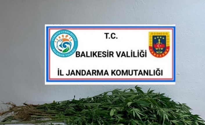 Jandarma’dan kenevir operasyonu