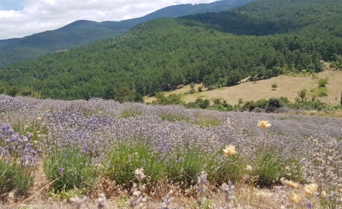 Kazdağları’nda lavanta yetiştiriliyor