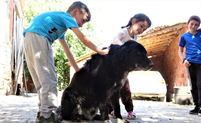 "Kurtlar parçalasın" diye dağa atılan köpeklere köylüler sahip çıktı